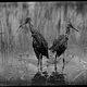 Illustration for article titled 10 Amazing Photos From the Museum of Natural Historys Online Archive